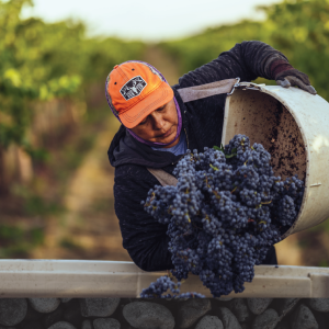 4 Days Washington Wine Country